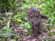 Okinawa’s Iriomote Cat