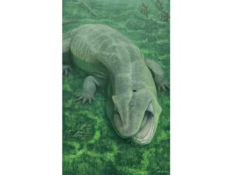 275-Million-Year-Old Fossil With Sideways Teeth Unearthed in Brazil