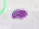 Solve Mystery of Brain Switch