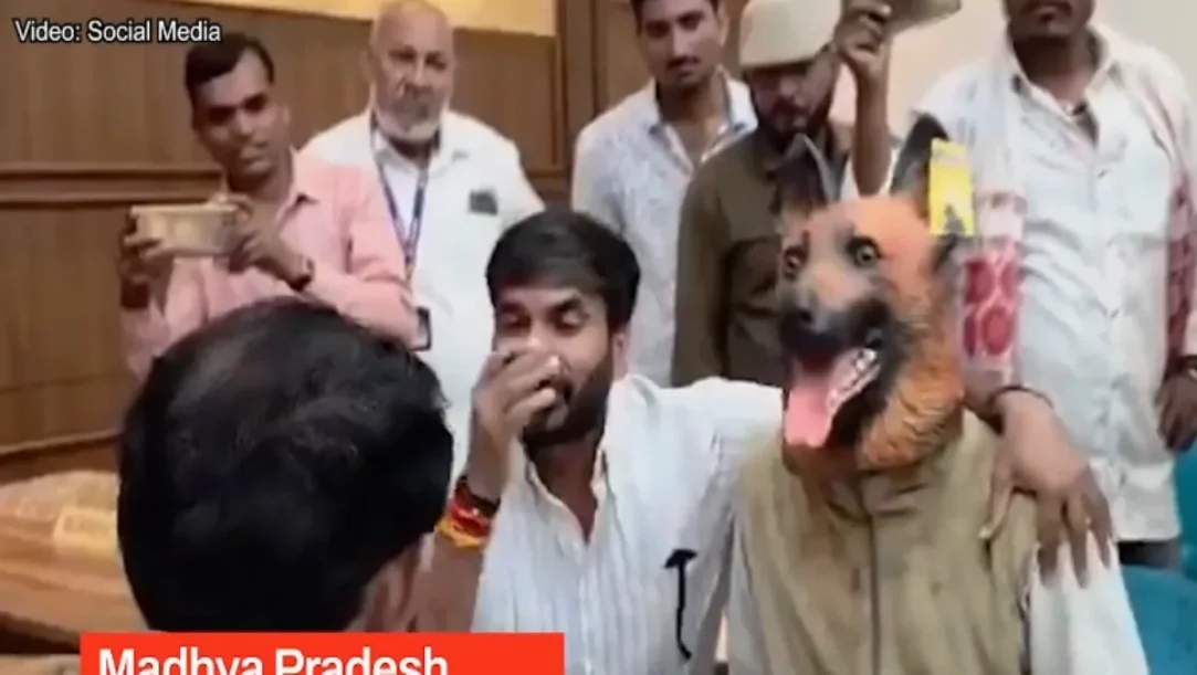 stray dog menace Madhya Pradesh, dog sterilisation corruption viral video