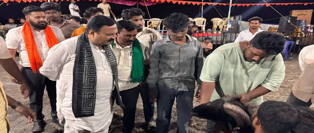 Rams competing in a traditional fighting event in Bengeri, Hubballi