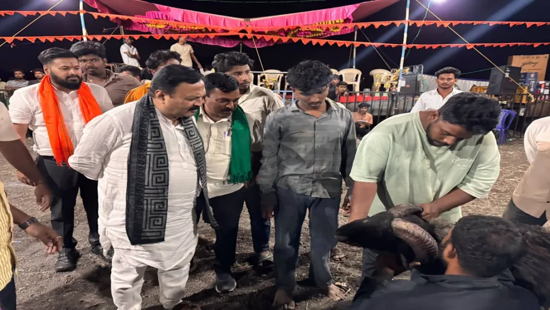 Rams competing in a traditional fighting event in Bengeri, Hubballi