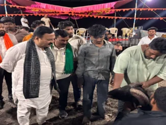 Rams competing in a traditional fighting event in Bengeri, Hubballi