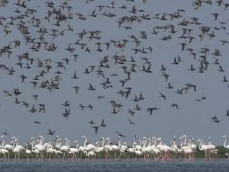 Migratory Bird In Chilika Lagoon Witnesses Marginal Increase