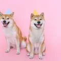 Shiba Inu Coin Sees Rise After St. Paddy's Day Post