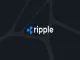 Ripple Backs Kamala Harris as XRP Faces a 50% Decline Against Bitcoin